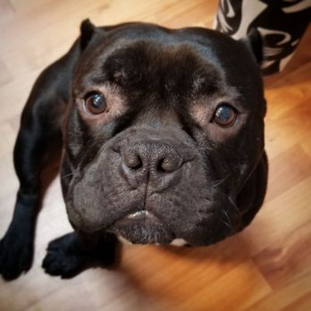 Pet Spa Toronto - Pet Groomers Near Me - Toronto, Ontario Pet Spa Toronto - Pet Groomers Near Me - Toronto, Ontario
