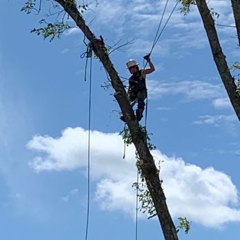 Allen Tree Service - Sawyer at work - Tree Services Near Me - Fayetteville, North Carolina Allen Tree Service - Sawyer at work - Tree Services Near Me - Fayetteville, North Carolina