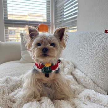 Furever Grooming - Pet - Pet Groomers Near Me - Milpitas, California