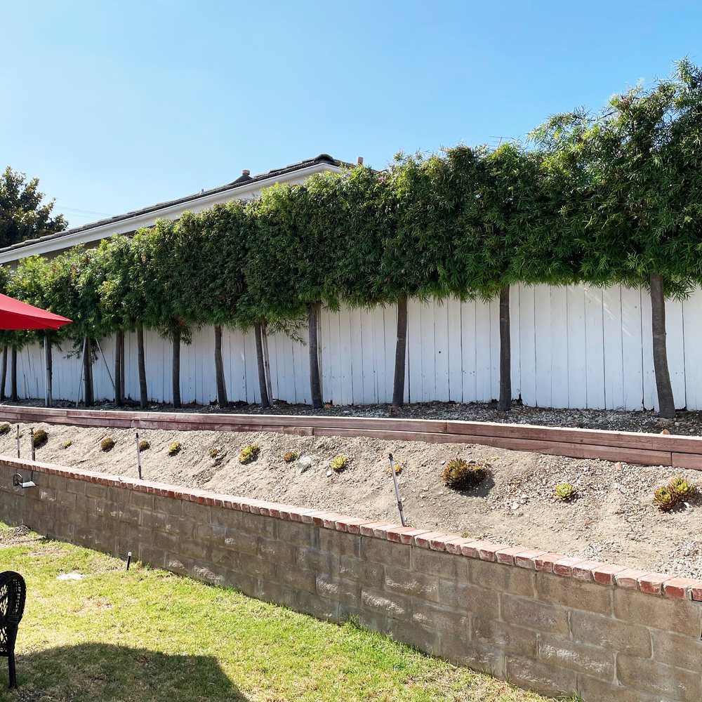 Finley's Tree and Land Care - AFTER - trimmed and perfect! - Tree Services Near Me - Torrance, California Finley's Tree and Land Care - AFTER - trimmed and perfect! - Tree Services Near Me - Torrance, California