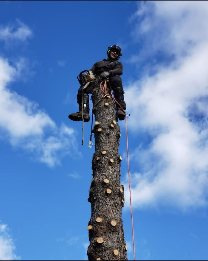 Topless Tree Service - tree service in Monson, MA