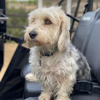 My Pookie's Spaw - Before - Pet Groomers Near Me - Orange, California
