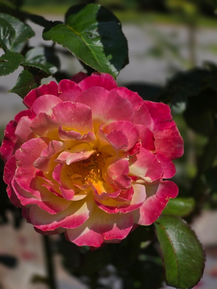 East Coast Quality - tree service in Limerick, ME