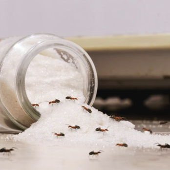 Life After Bugs Pest Control - Pest Control Near Me - Katy, Texas