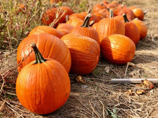 Fishkill Farms by null