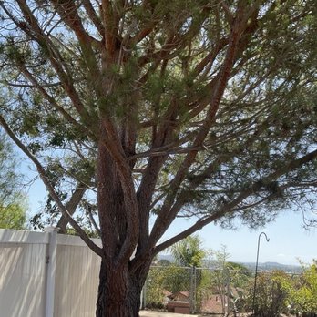 Vista Del Rey Tree Services - Giant pine tree lifting fence removed. - Tree Services Near Me - Vista, California Vista Del Rey Tree Services - Giant pine tree lifting fence removed. - Tree Services Near Me - Vista, California