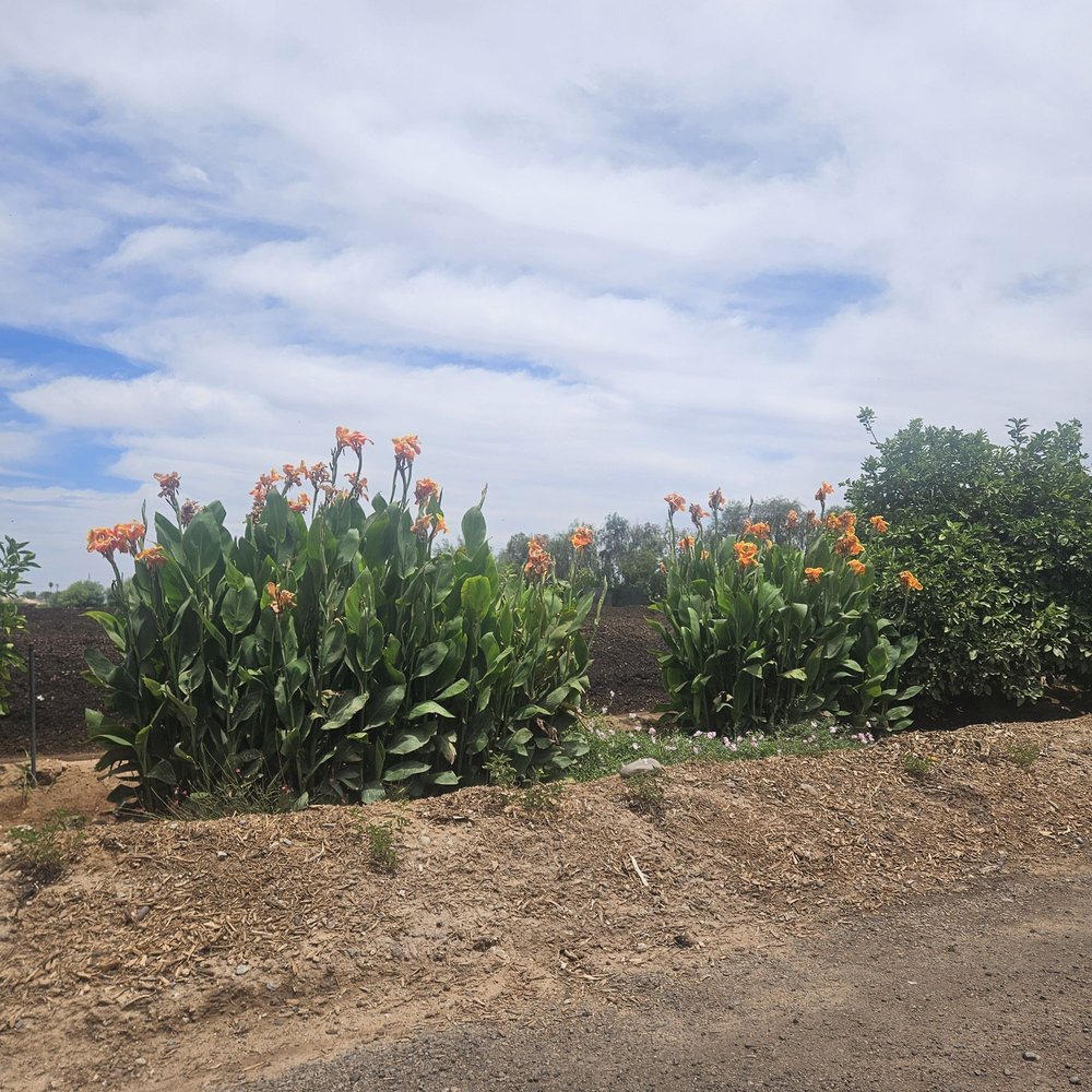Arizona Worm Farm - Look at those canna lilies thriving with their soil! Those are TREES next to it! - Attraction Farms Near Me - Phoenix, Arizona Arizona Worm Farm - Look at those canna lilies thriving with their soil! Those are TREES next to it! - Attraction Farms Near Me - Phoenix, Arizona