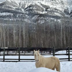 Calling Horse Lodge - Gorgeous