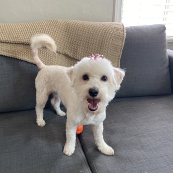 Lara's Doggy in the Window - Pet Groomers Near Me - Long Beach, California