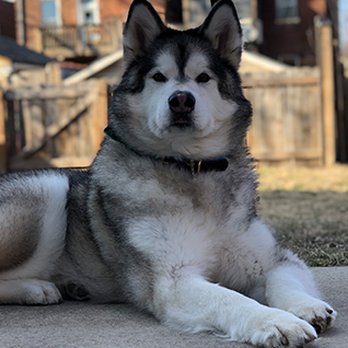 Sit Means Sit Dog Training - Bozeman - Pet Training Near Me - Bozeman, Montana Sit Means Sit Dog Training - Bozeman - Pet Training Near Me - Bozeman, Montana