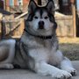 Photo of Sit Means Sit Dog Training - Bozeman