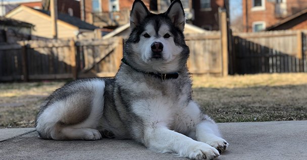 Sit Means Sit Dog Training - Bozeman Image