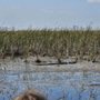 Photo of Sawgrass Recreation Park