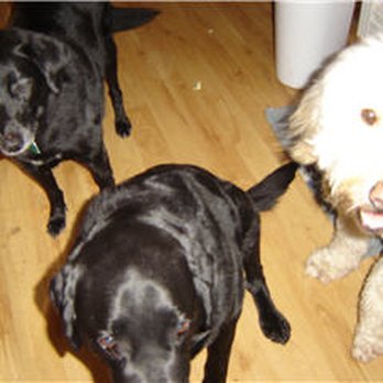 Doggy Styles Pet Services - Pet Groomers Near Me - Etobicoke, Ontario Doggy Styles Pet Services - Pet Groomers Near Me - Etobicoke, Ontario