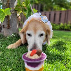 Paradise Pup Ice - Pooch Parfaits by Paradise Pup Ice