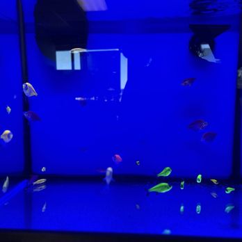 Petsense - Colorful small fish swim inside a glass aquarium illuminated with blue light, creating a vibrant underwater scene. - Pet Groomers Near Me - Rio Rancho, New Mexico
