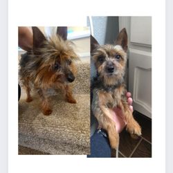 Luxury Pet Pampering Groomer - Grooming