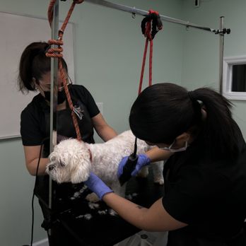 Hands To Paws Dog Grooming - Pet Groomers Near Me - Plainfield, New Jersey