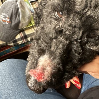 Paws In Paradise - This is her nose two weeks later, still healing and no hair will grow back - Pet Groomers Near Me - Brooklyn, New York Paws In Paradise - This is her nose two weeks later, still healing and no hair will grow back - Pet Groomers Near Me - Brooklyn, New York