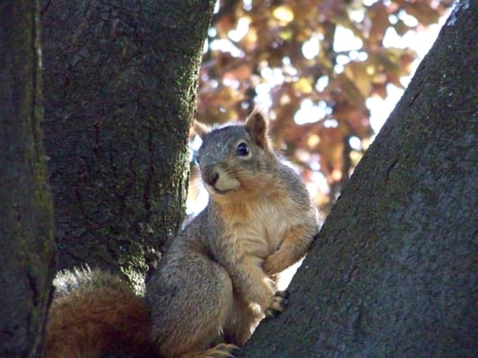 Charles Jordan Community Center by null