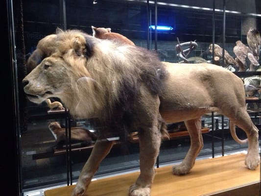 Museum of Natural Sciences of Barcelona by null