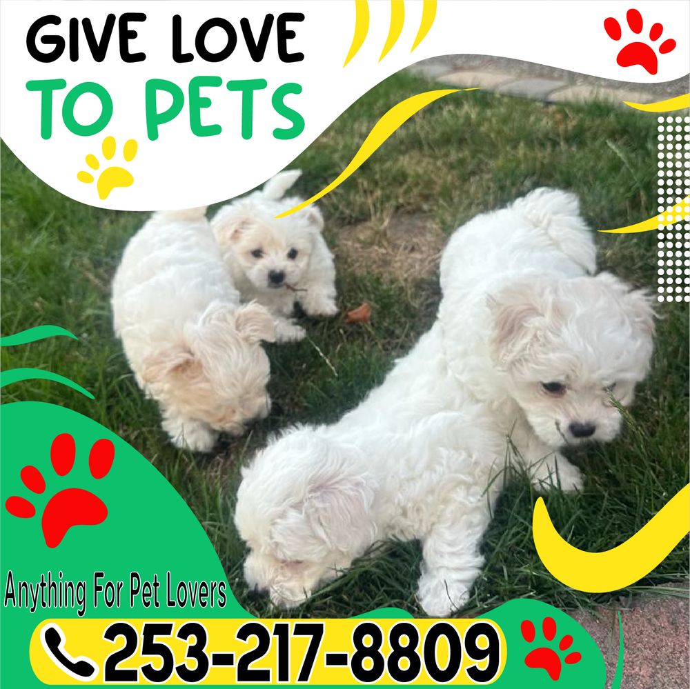GIVE LOVE TO PETS Covington, Washington Pet Services Phone Number