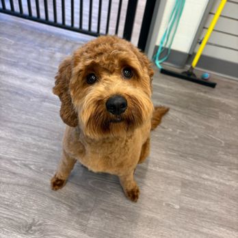Pet Supplies Escondido - Happy groomed dogs! - Pet Stores Near Me - Escondido, California Pet Supplies Escondido - Happy groomed dogs! - Pet Stores Near Me - Escondido, California