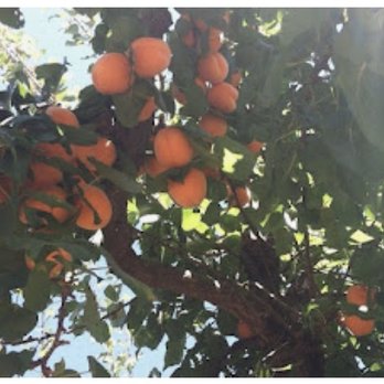Fantozzi Farms Fruit Stand - A picture they show - Honey Near Me - Patterson, California Fantozzi Farms Fruit Stand - A picture they show - Honey Near Me - Patterson, California