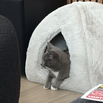 MeoowzResQ - Kitty - Animal Shelters Near Me