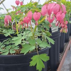 Brinkman Turkey Farms - Bleeding Heart is looking good! It won't be long before we'll be open.