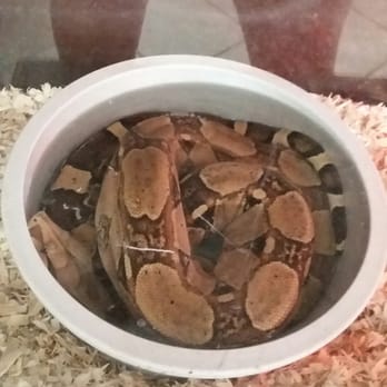 Reptile Den - Pet Stores Near Me - Lake Elsinore, California Reptile Den - Pet Stores Near Me - Lake Elsinore, California