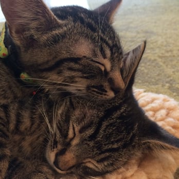 KitTea - If this picture doesn't make you smile... You have no soul! - Pet Adoption Near Me - San Francisco, California