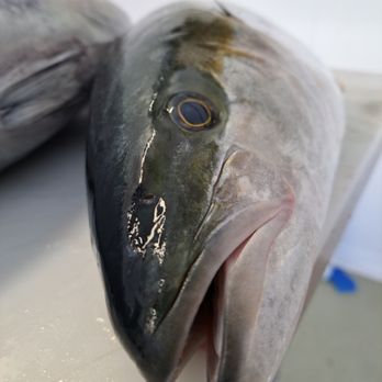 Elite Fish Processing - Seafood Markets Near Me Elite Fish Processing - Seafood Markets Near Me