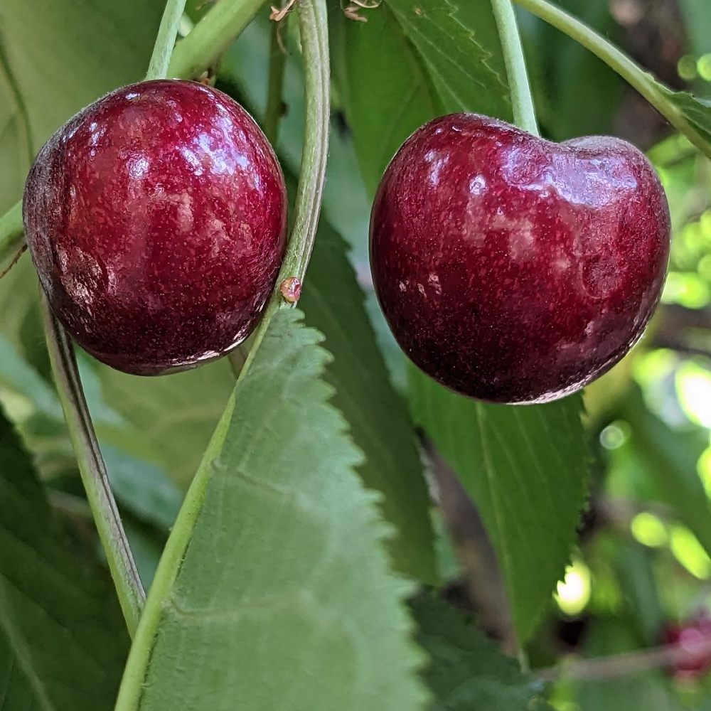 Seko Ranch Cherries - Yum!! - Fruits & Veggies Near Me - Brentwood, California