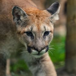 Buttonwood Park Zoo