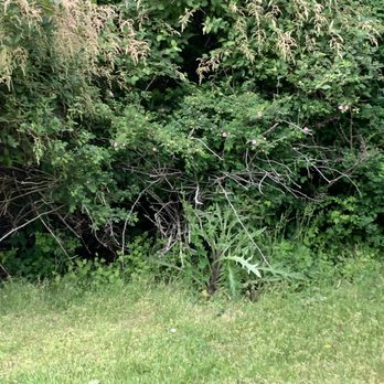 Evergreen Landscape & Construction - Not mowed or trimmed - Lawn Services Near Me - Oak Harbor, Washington Evergreen Landscape & Construction - Not mowed or trimmed - Lawn Services Near Me - Oak Harbor, Washington