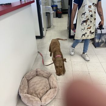 Doggie Do - Pet Groomers Near Me - Las Vegas, Nevada Doggie Do - Pet Groomers Near Me - Las Vegas, Nevada
