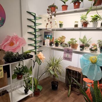 Nopalita Café - Plants for purchase - Coffee & Tea Near Me - Keller, Texas Nopalita Café - Plants for purchase - Coffee & Tea Near Me - Keller, Texas