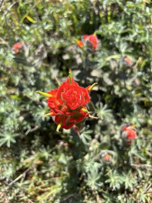 Mendocino Headlands State Park by null