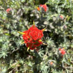 Mendocino Headlands Park