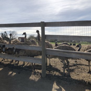 Ostrichland USA - Attraction Farms Near Me - Solvang, California