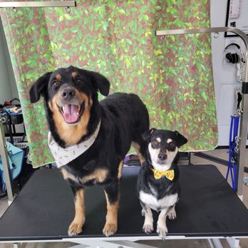 PogoPaws - Pet Groomers Near Me - San Bernardino, California