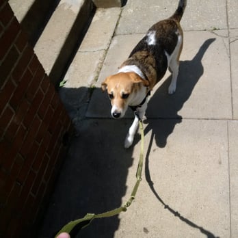 P3 Pet Services - Dog Walkers Near Me - Washington, DC, District of Columbia