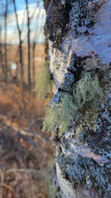 Tony Knowles Coastal Trail by null