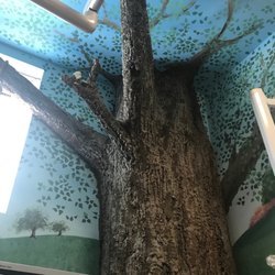 Massari-Wilson Family Dentistry - Tree room