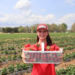 Carrigan Farms Strawberry Patch - William with basket of strawberries
