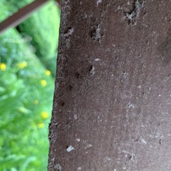 Peoples Pest Control - Ants