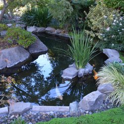 Mamason Koi