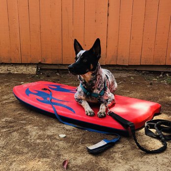 Dogfather Dog Institute - Ozzy in training - Pet Training Near Me Dogfather Dog Institute - Ozzy in training - Pet Training Near Me