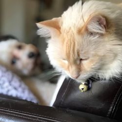 At Home, At Rest Pet Euthanasia - Minou during his prime, next to his bestie who both are now in forever heaven. Maria made his crossing peaceful and very dignified.